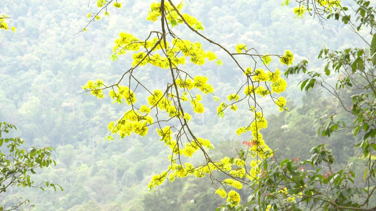 Yen Tu Mountain is famous for its special yellow apricot blossom plant